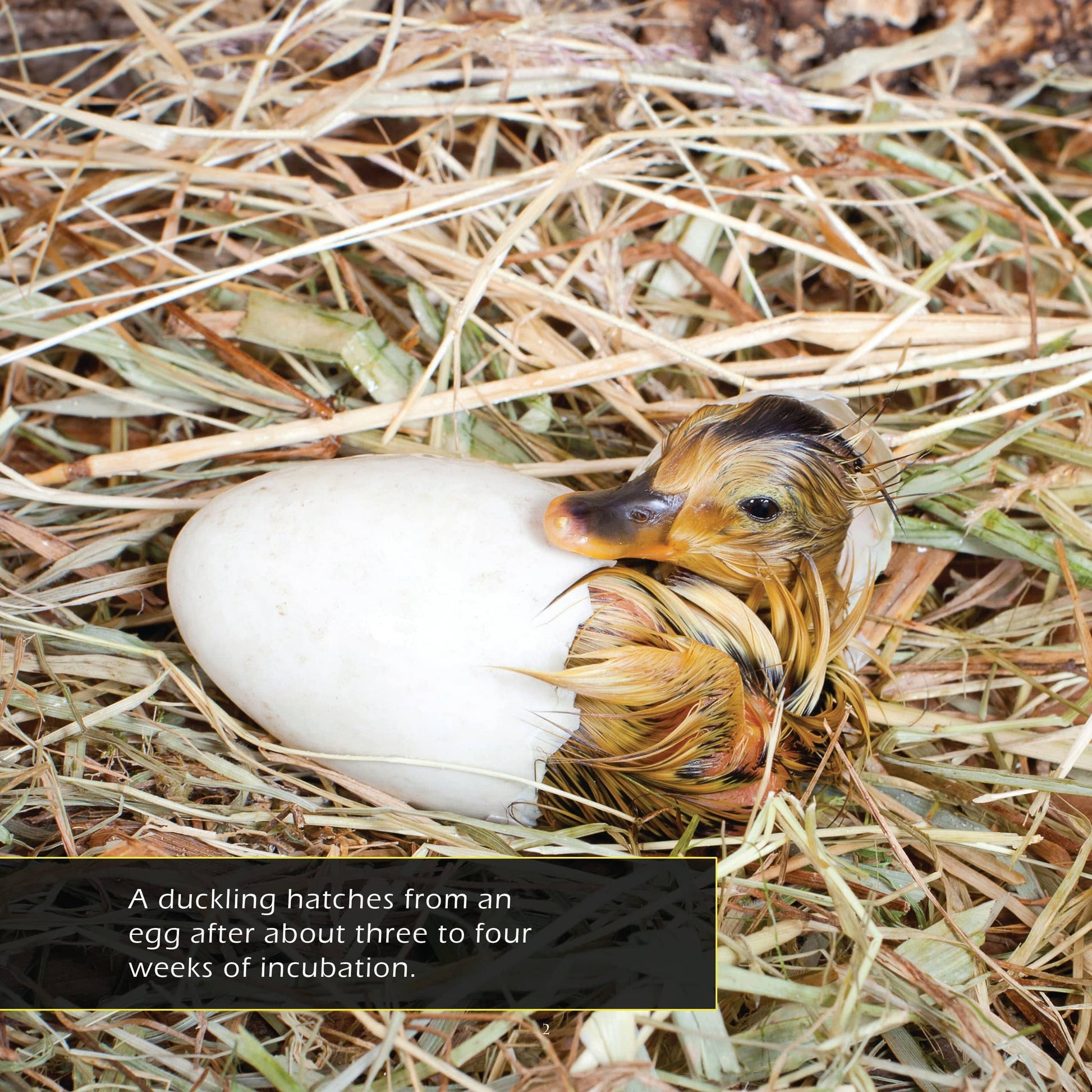 Ducklings! A My Incredible World Picture Book for Children