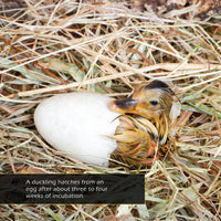 Ducklings! A My Incredible World Picture Book for Children