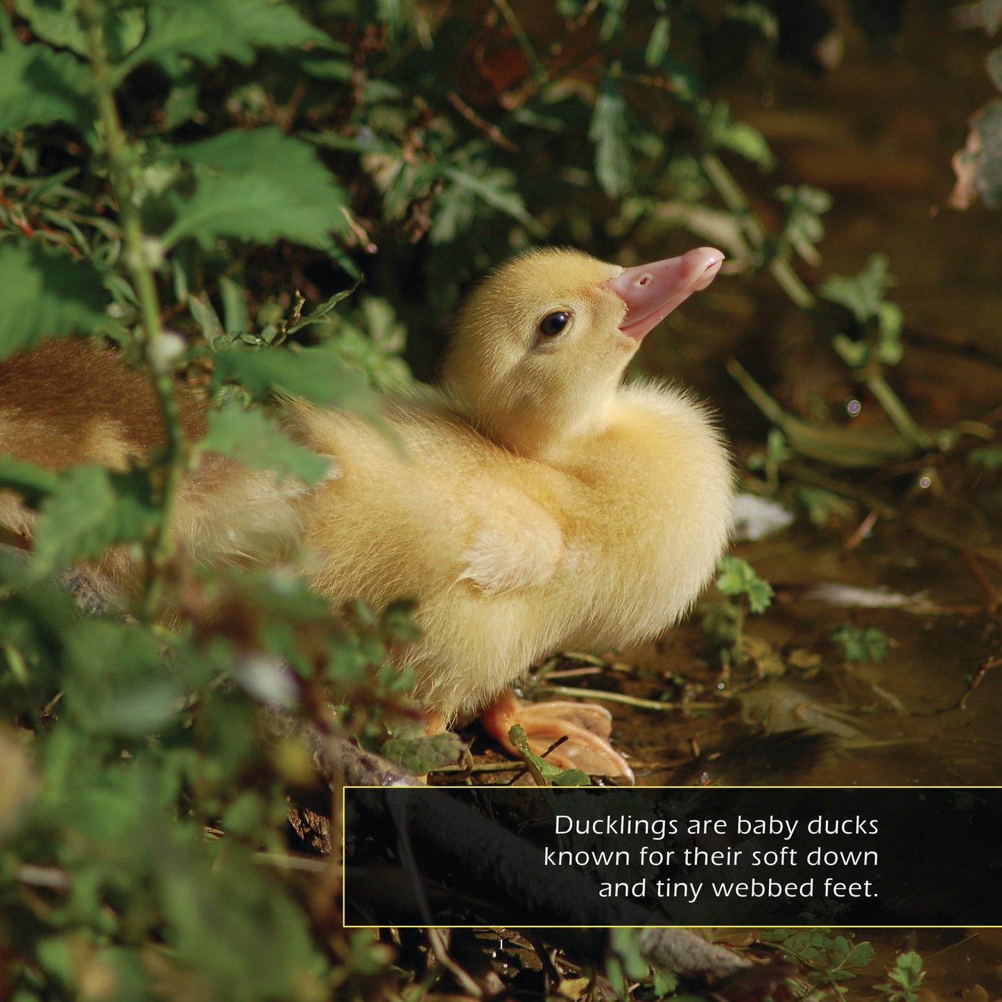 Ducklings! A My Incredible World Picture Book for Children