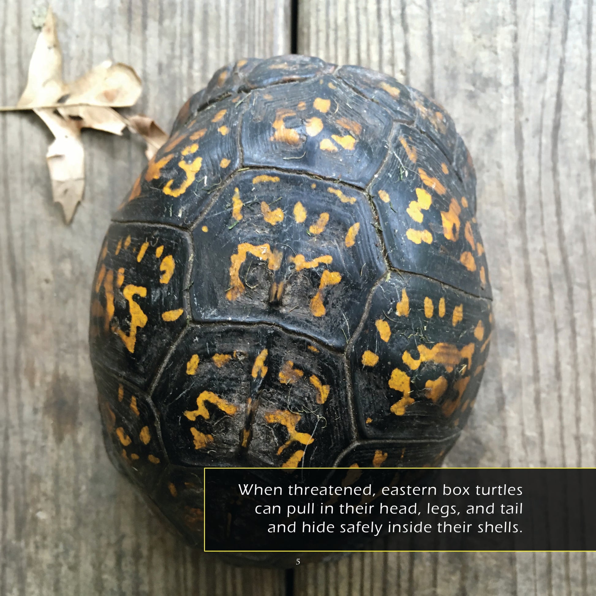 Eastern Box Turtles! A My Incredible World Picture Book for Children