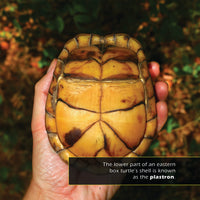 Eastern Box Turtles! A My Incredible World Picture Book for Children