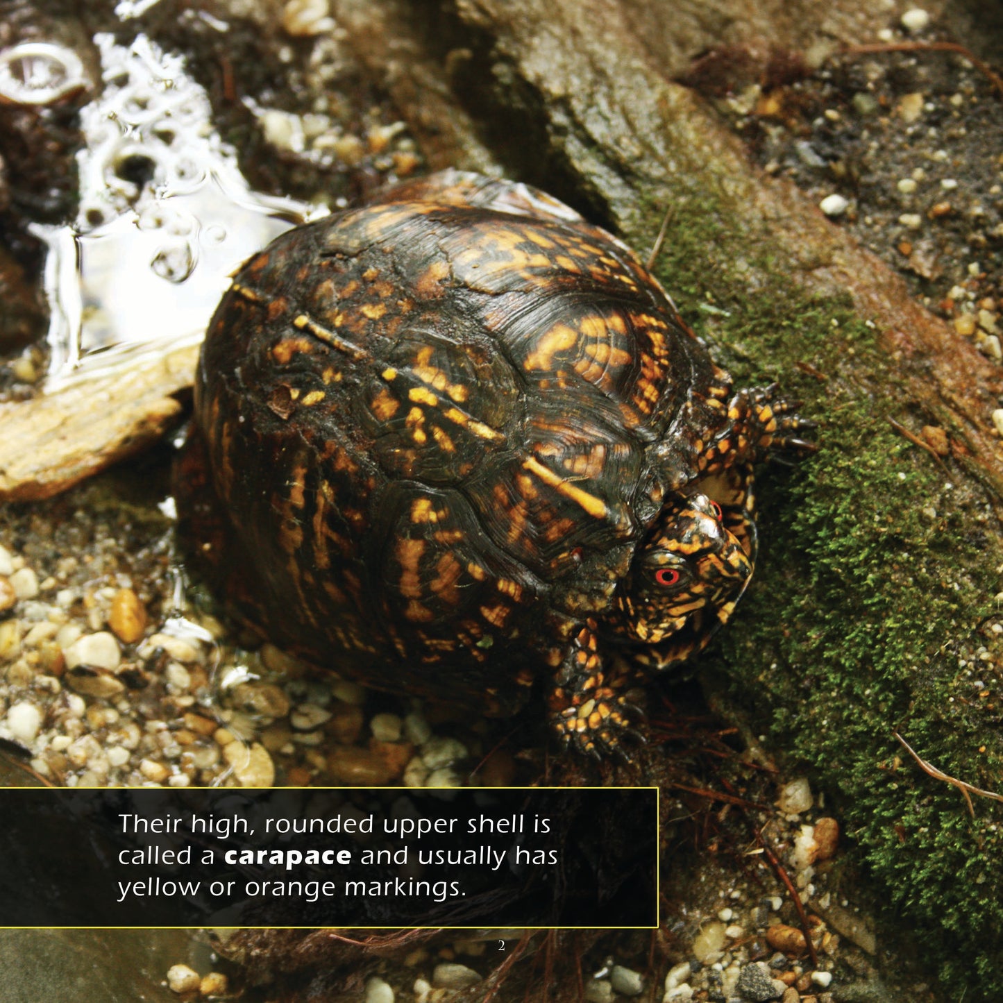 Eastern Box Turtles! A My Incredible World Picture Book for Children