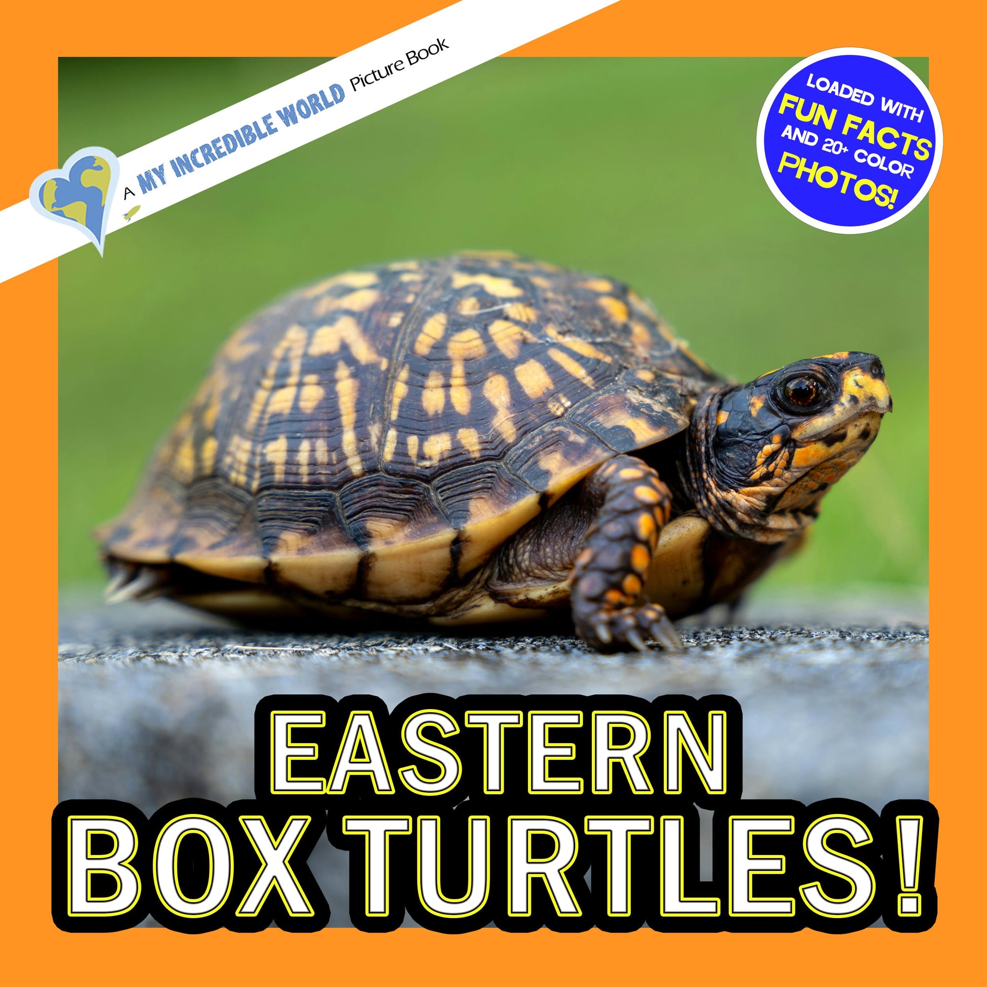 Eastern Box Turtles! A My Incredible World Picture Book for Children