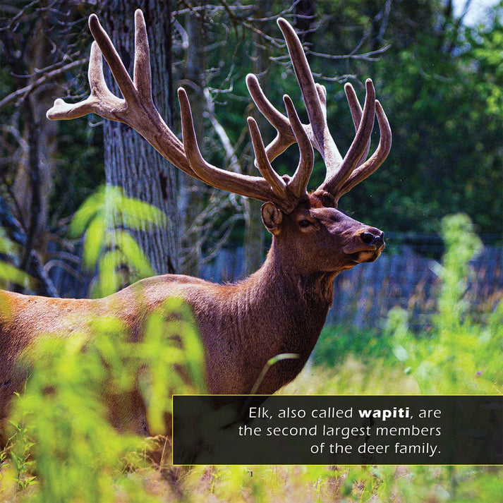 Elk Book for Kids | Antlers & Bugling Calls – My Incredible World