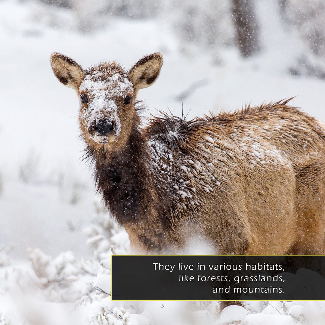 Elk! A My Incredible World Picture Book for Children