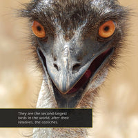 Emus! A My Incredible World Picture Book for Children