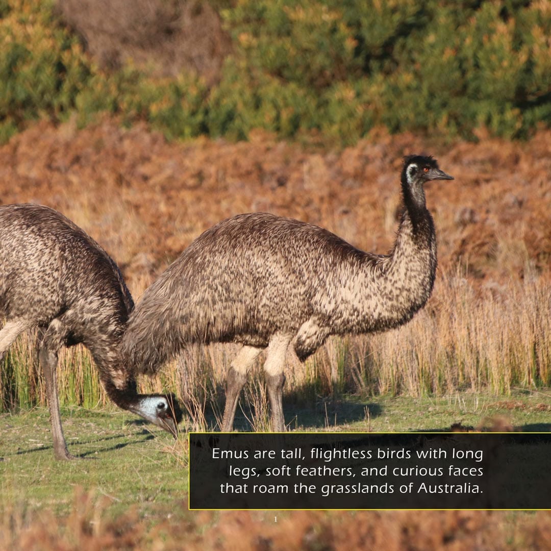 Fast Emus Emus Book for Kids | Fast Running Birds – My Incredible World