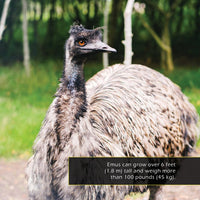 Emus! A My Incredible World Picture Book for Children