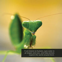 Eyes! A My Incredible World Picture Book for Children