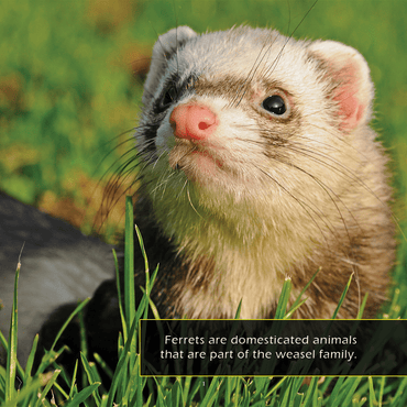 Ferrets! A My Incredible World Picture Book for Children