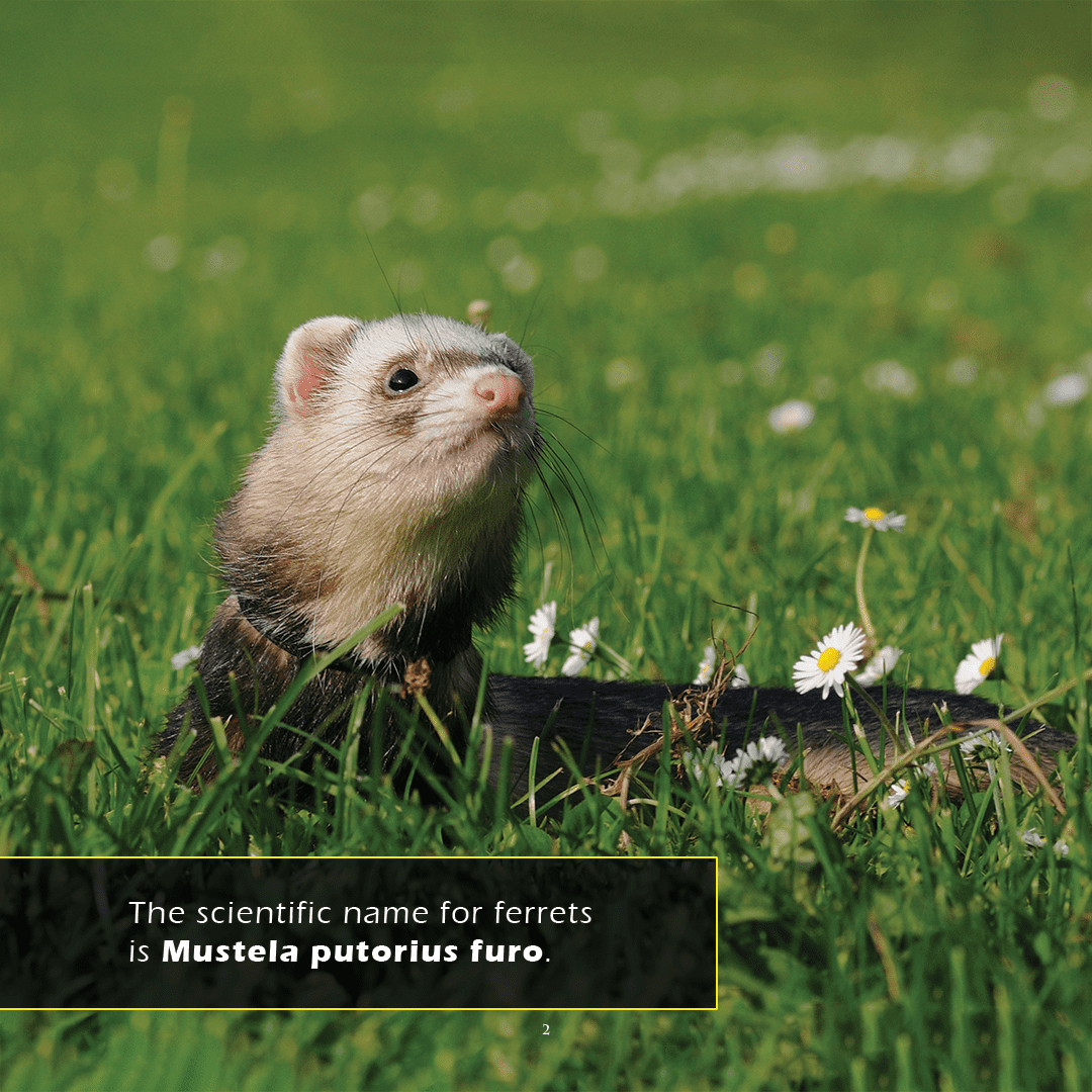 Ferrets! A My Incredible World Picture Book for Children