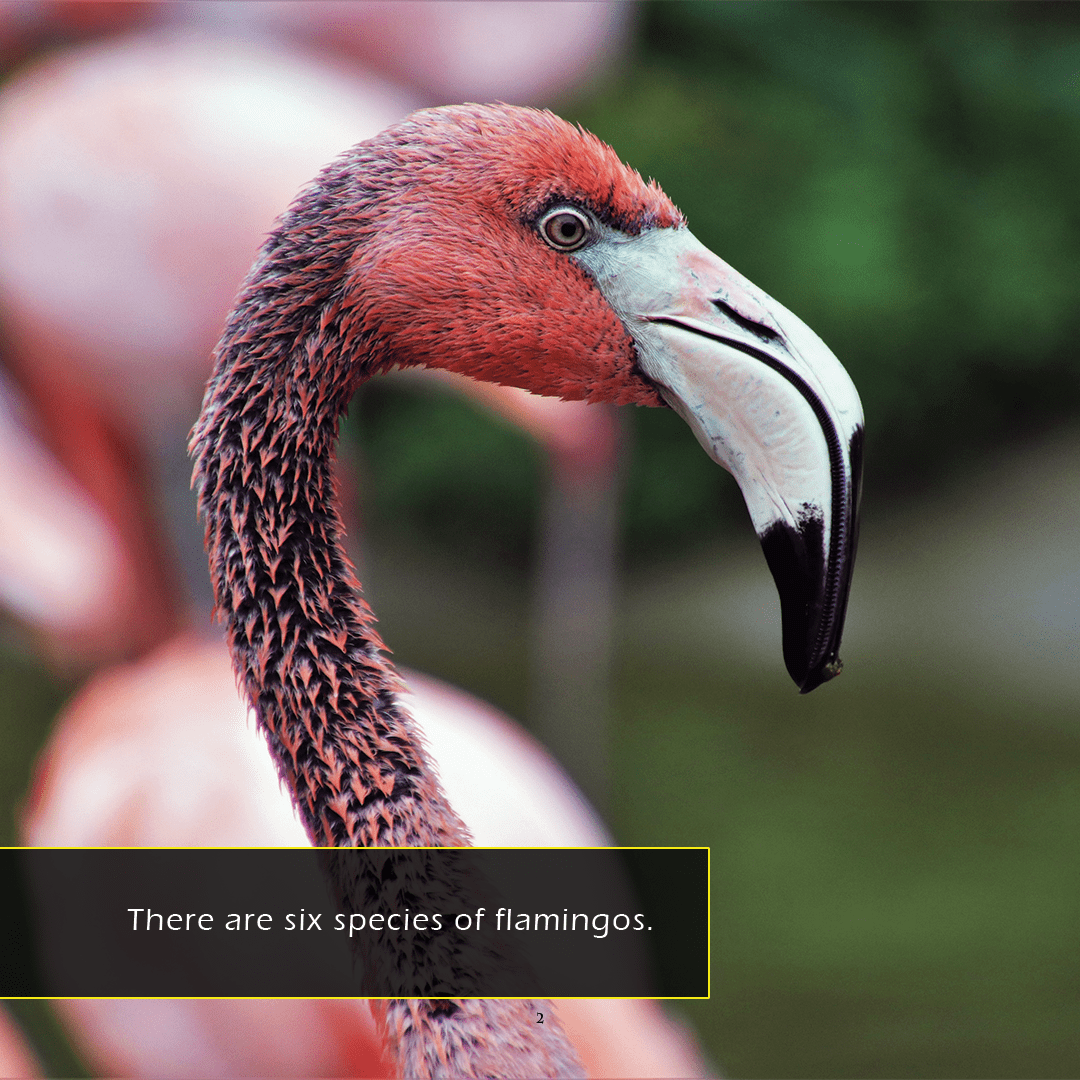 Flamingos! A My Incredible World Picture Book for Children