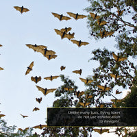 Flying Foxes! A My Incredible World Picture Book for Children