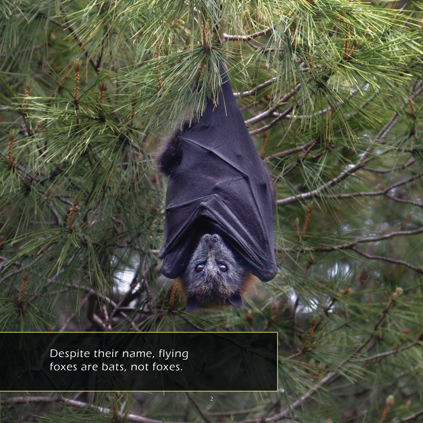 Flying Foxes! A My Incredible World Picture Book for Children