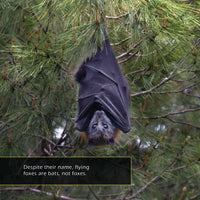 Flying Foxes! A My Incredible World Picture Book for Children