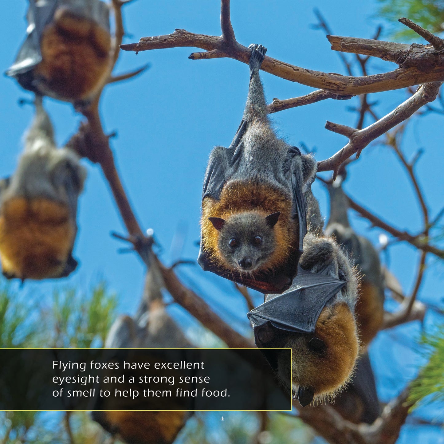 Flying Foxes! A My Incredible World Picture Book for Children