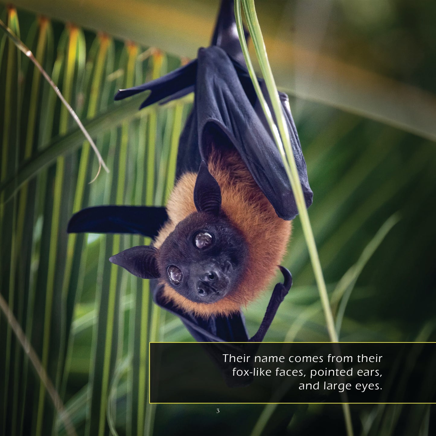 Flying Foxes! A My Incredible World Picture Book for Children