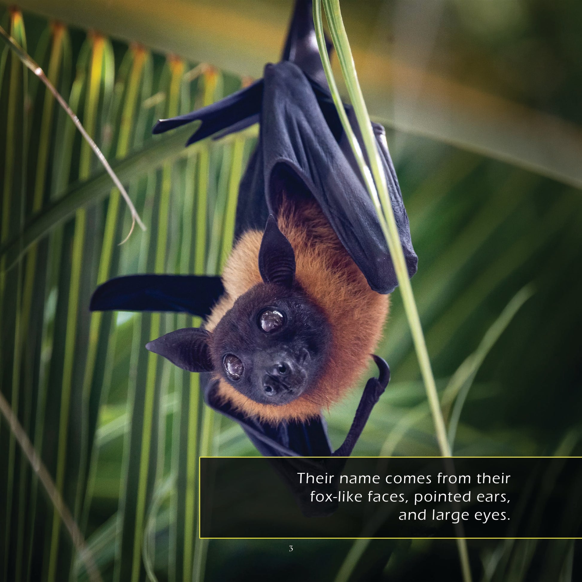 Flying Foxes! A My Incredible World Picture Book for Children