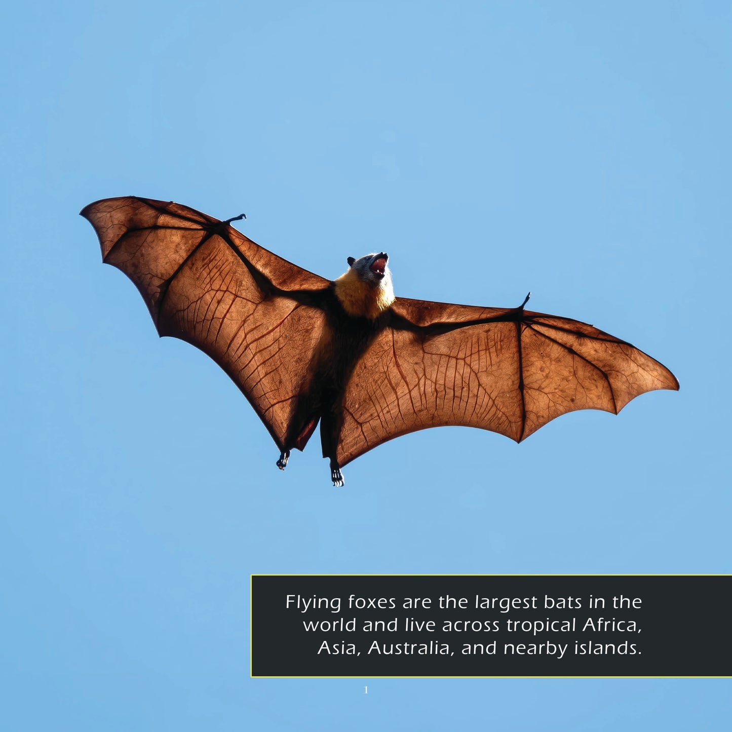 Flying Foxes! A My Incredible World Picture Book for Children
