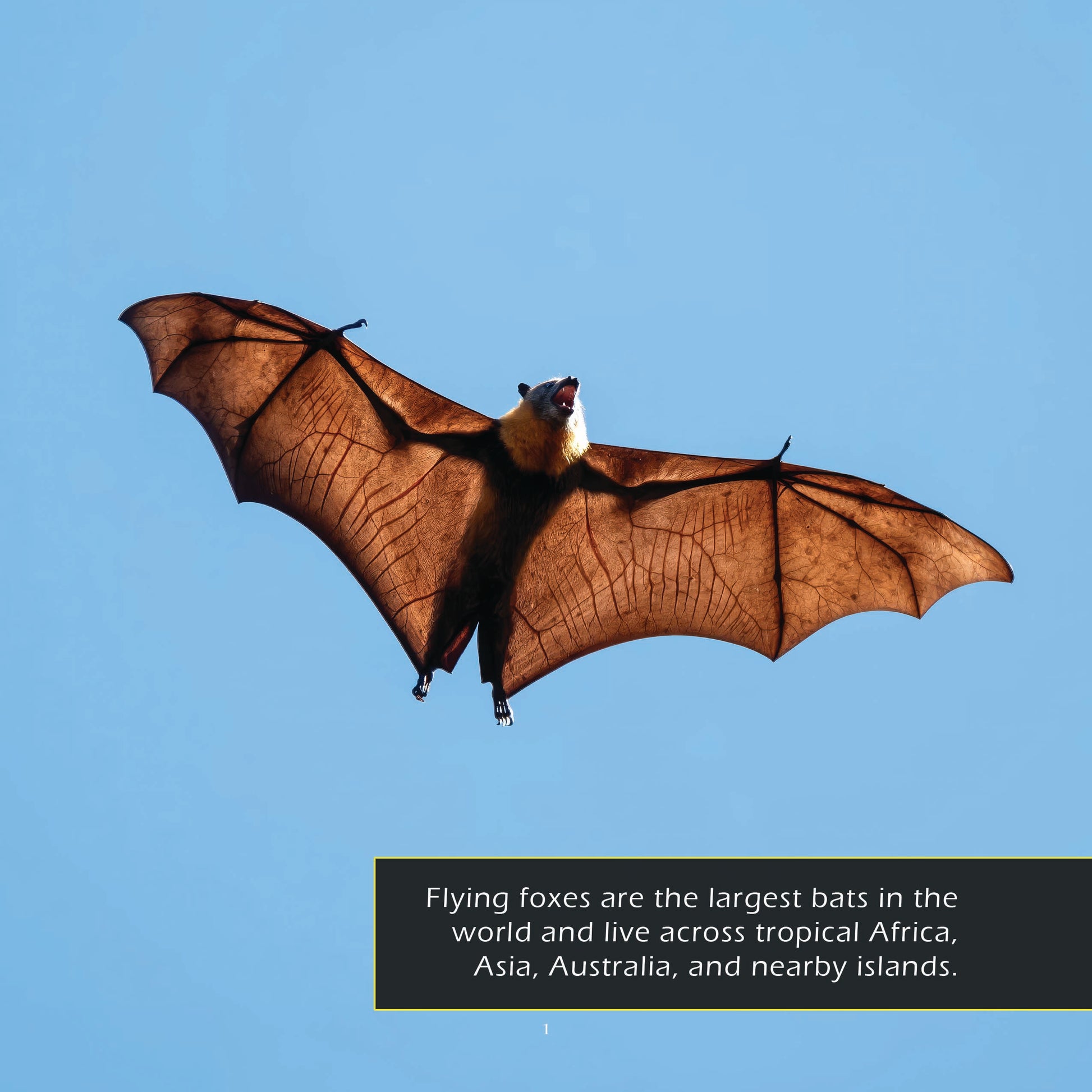 Flying Foxes! A My Incredible World Picture Book for Children