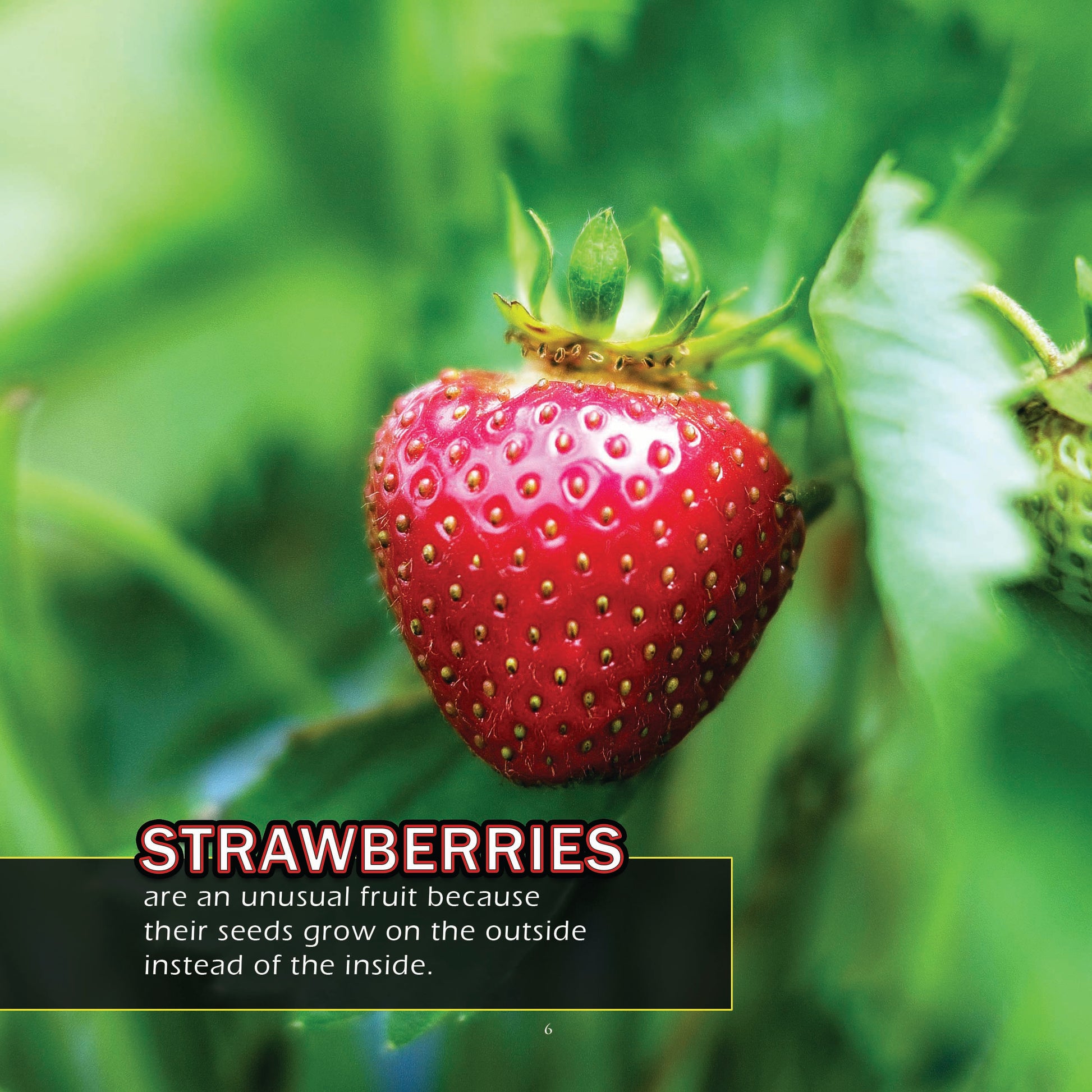 Fruit! A My Incredible World Picture Book for Children