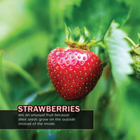 Fruit! A My Incredible World Picture Book for Children
