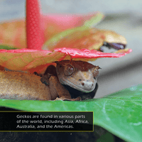 Geckos! A My Incredible World Picture Book for Children