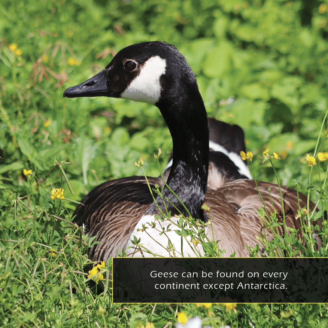 Geese! A My Incredible World Picture Book for Children