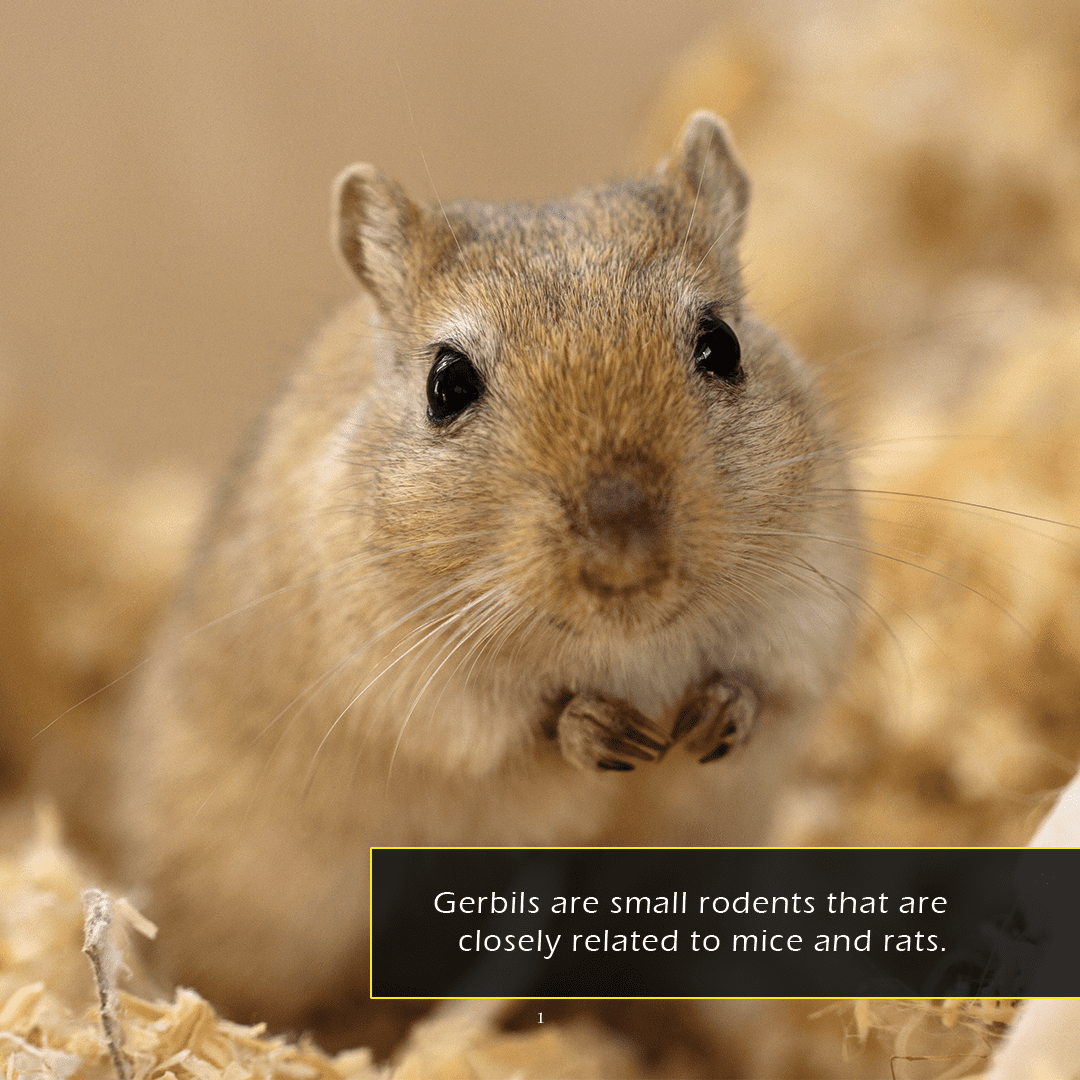 Gerbils! A My Incredible World Picture Book for Children