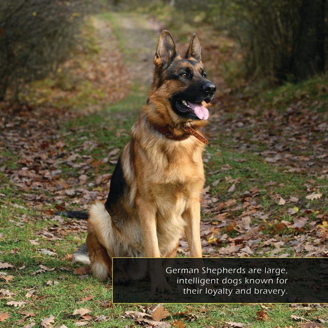 German Shepherds! A My Incredible World Picture Book for Children