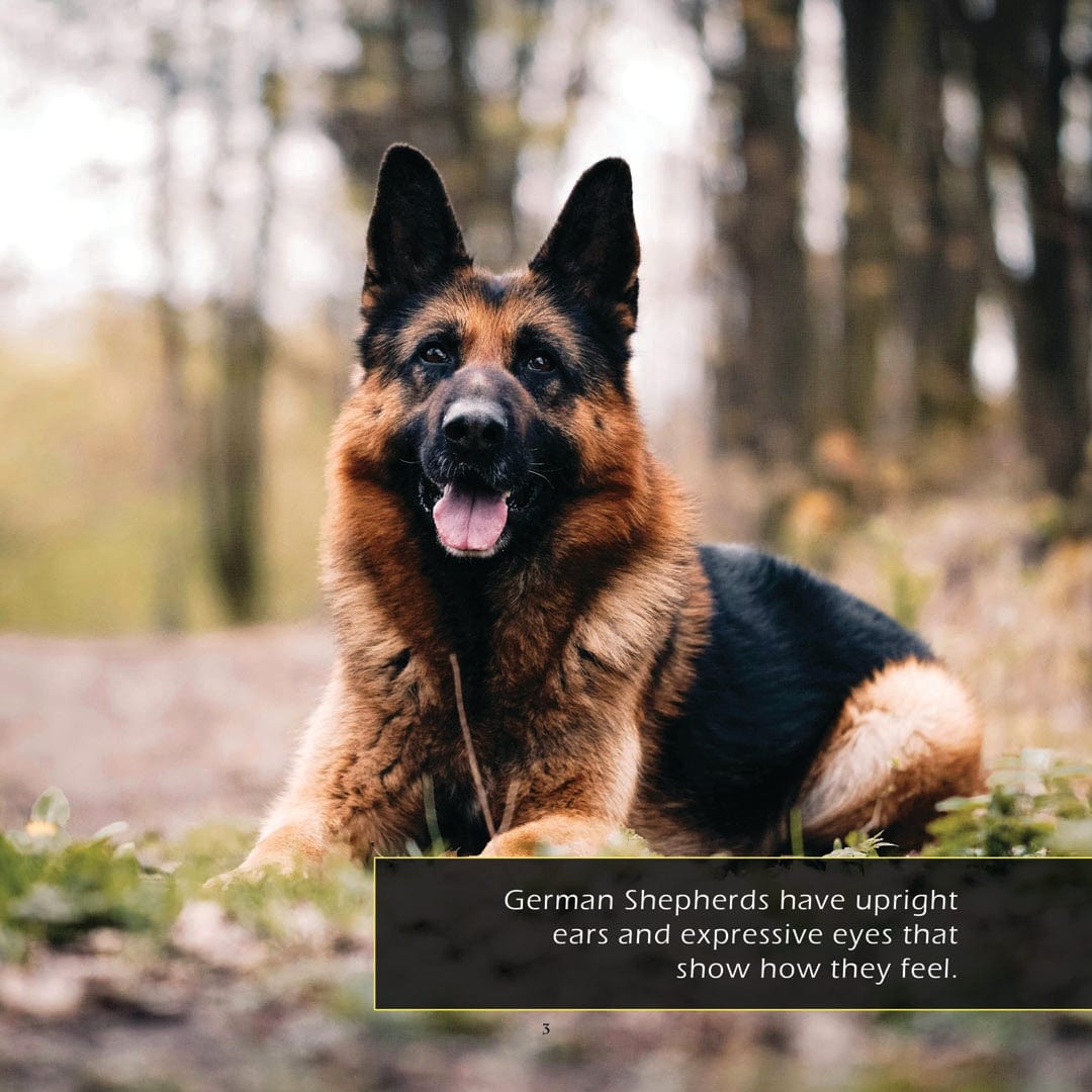 German Shepherds! A My Incredible World Picture Book for Children