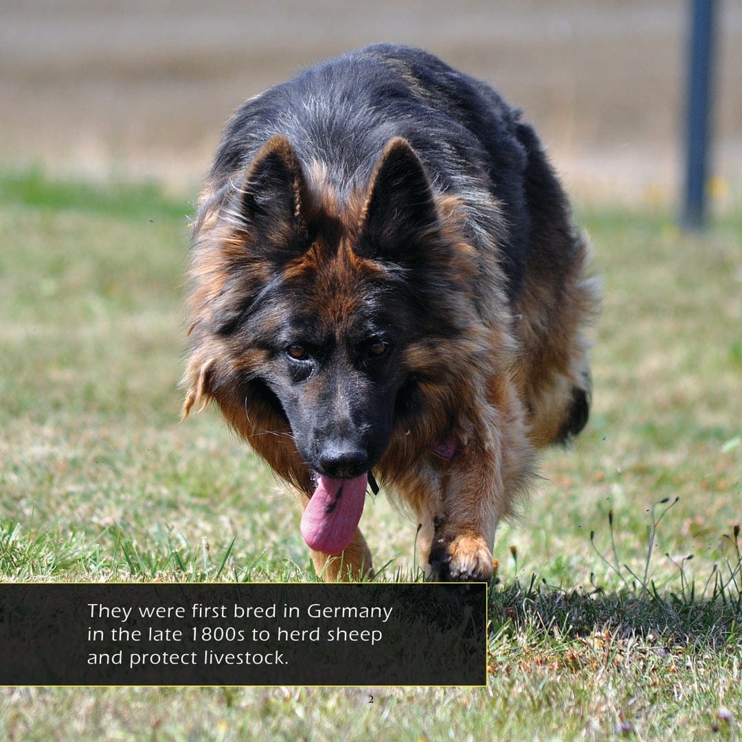German Shepherds! A My Incredible World Picture Book for Children