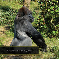 Gorillas! A My Incredible World Picture Book for Children