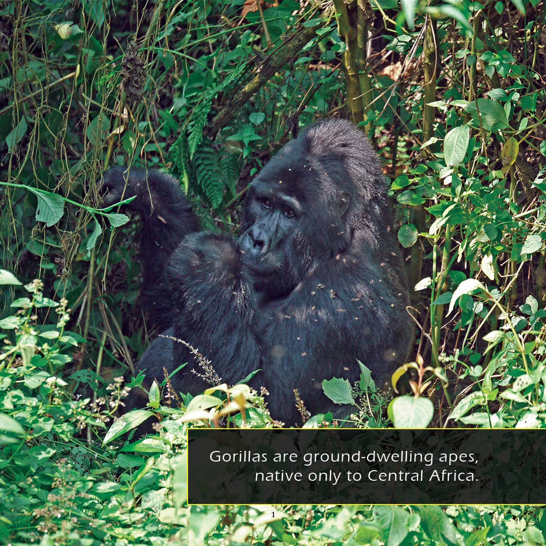 Gorillas! A My Incredible World Picture Book for Children