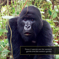 Gorillas! A My Incredible World Picture Book for Children