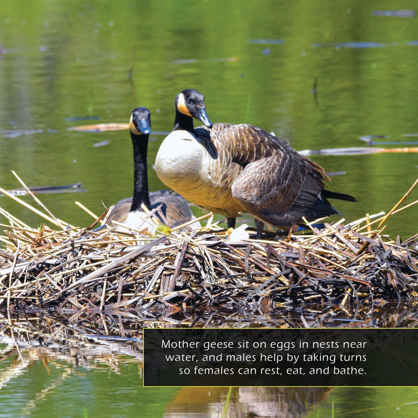 Goslings! A My Incredible World Picture Book for Children