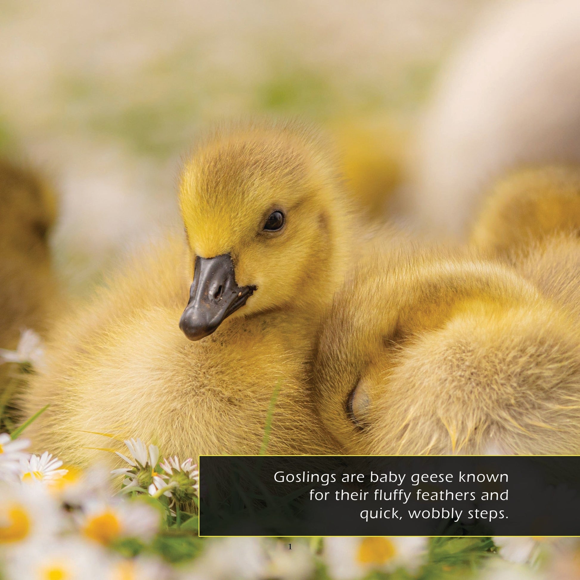 Goslings! A My Incredible World Picture Book for Children