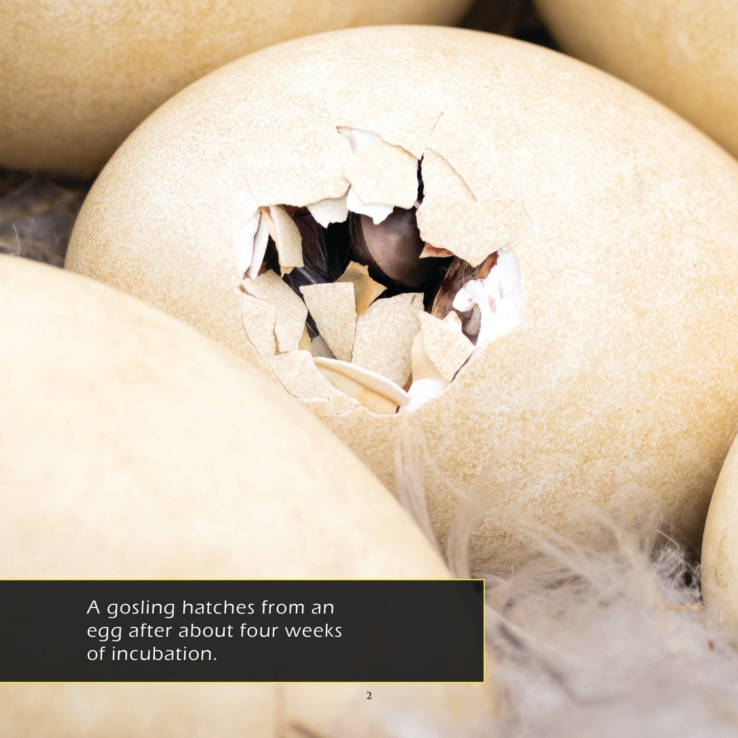 Goslings! A My Incredible World Picture Book for Children