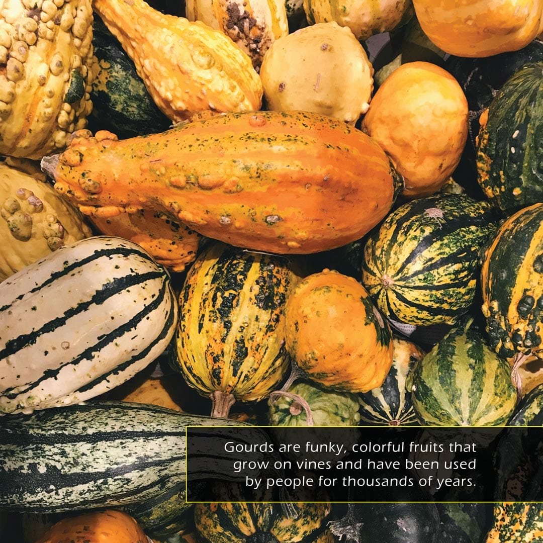 Gourds! A My Incredible World Picture Book for Children