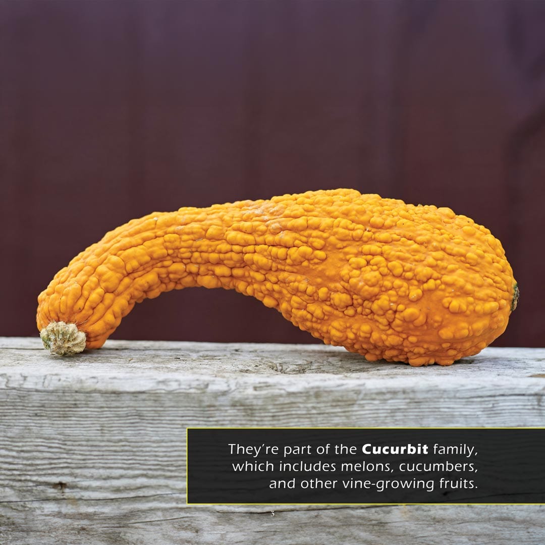 Gourds! A My Incredible World Picture Book for Children