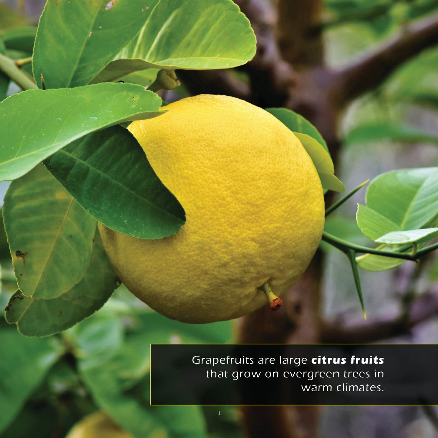 Grapefruits! A My Incredible World Picture Book for Children