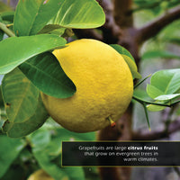 Grapefruits! A My Incredible World Picture Book for Children