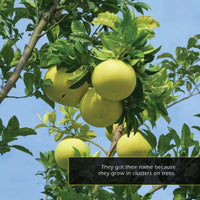 Grapefruits! A My Incredible World Picture Book for Children