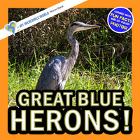 Great Blue Herons! A My Incredible World Picture Book for Children