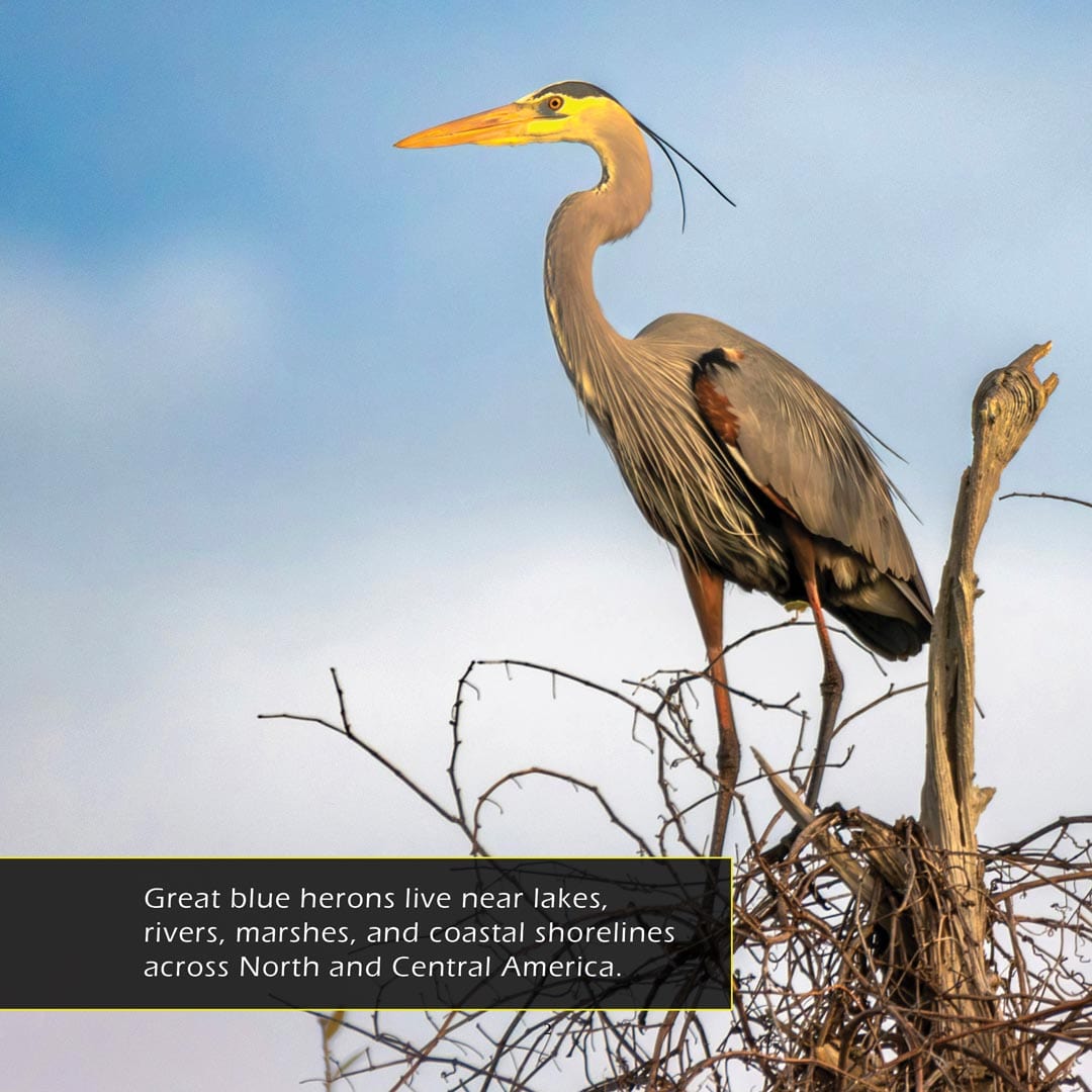 Great Blue Herons! A My Incredible World Picture Book for Children