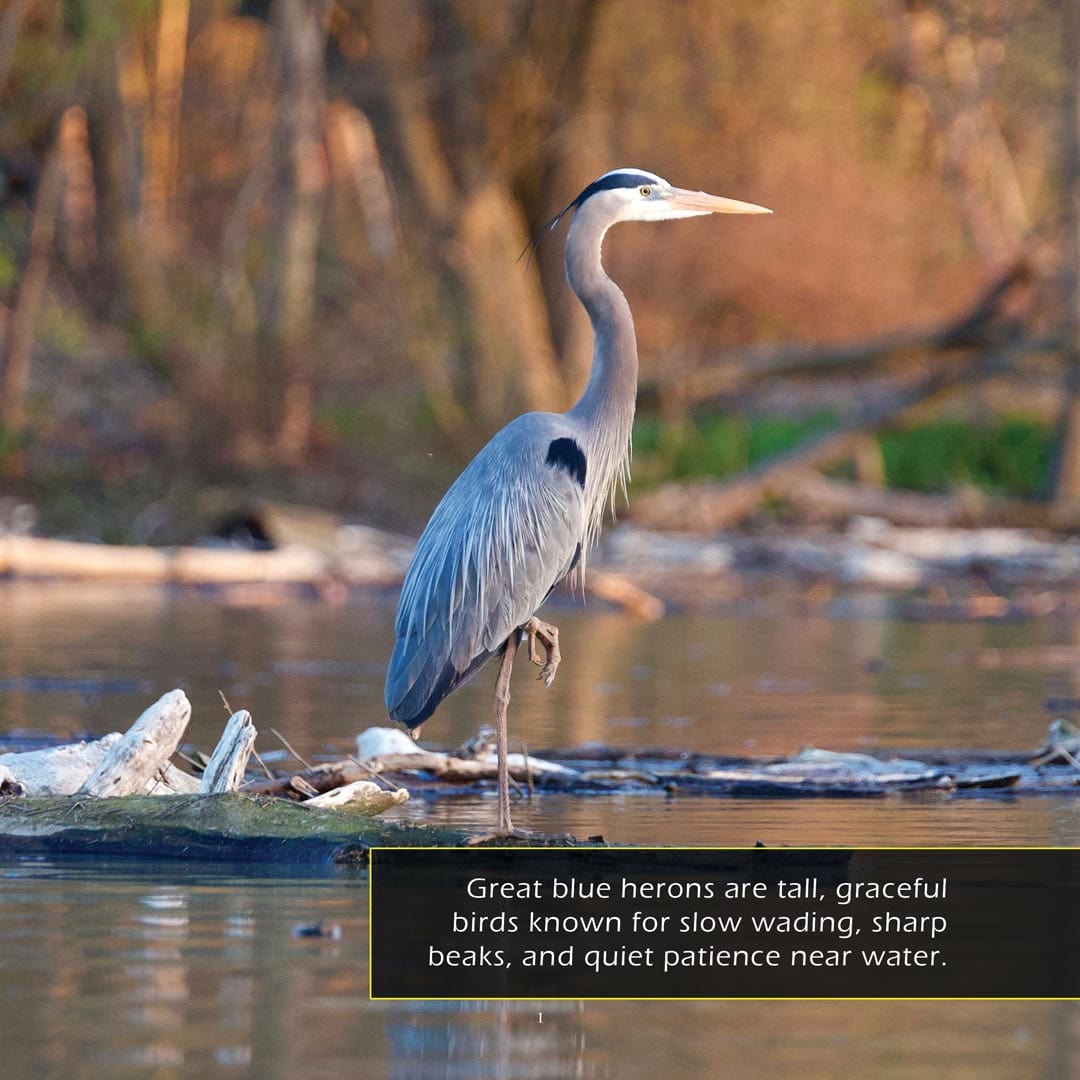 Great Blue Herons! A My Incredible World Picture Book for Children