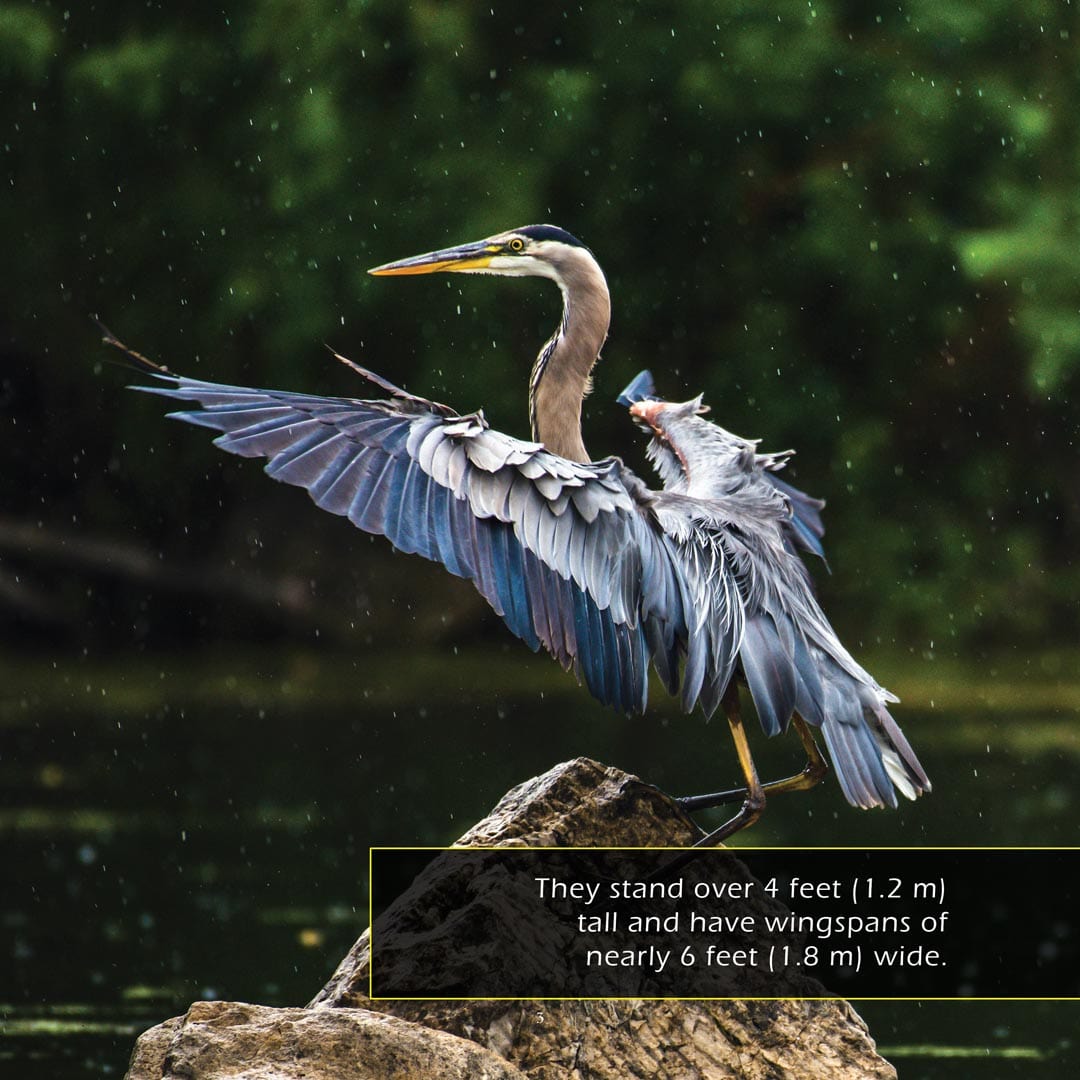 Great Blue Herons! A My Incredible World Picture Book for Children