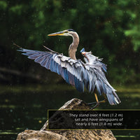 Great Blue Herons! A My Incredible World Picture Book for Children
