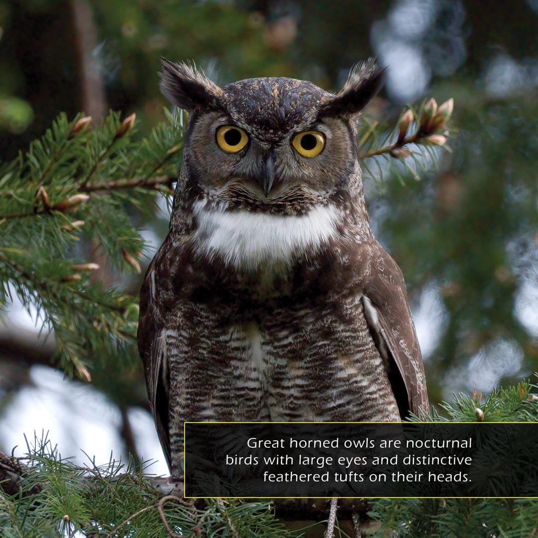 Great Horned Owls! A My Incredible World Picture Book for Children