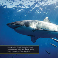 Great White Sharks! A My Incredible World Picture Book for Children